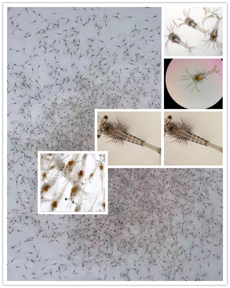 INVE vannamei shrimp larval feed