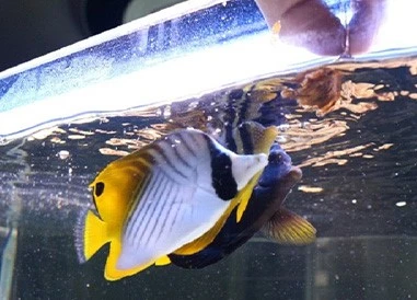 feeding feeding