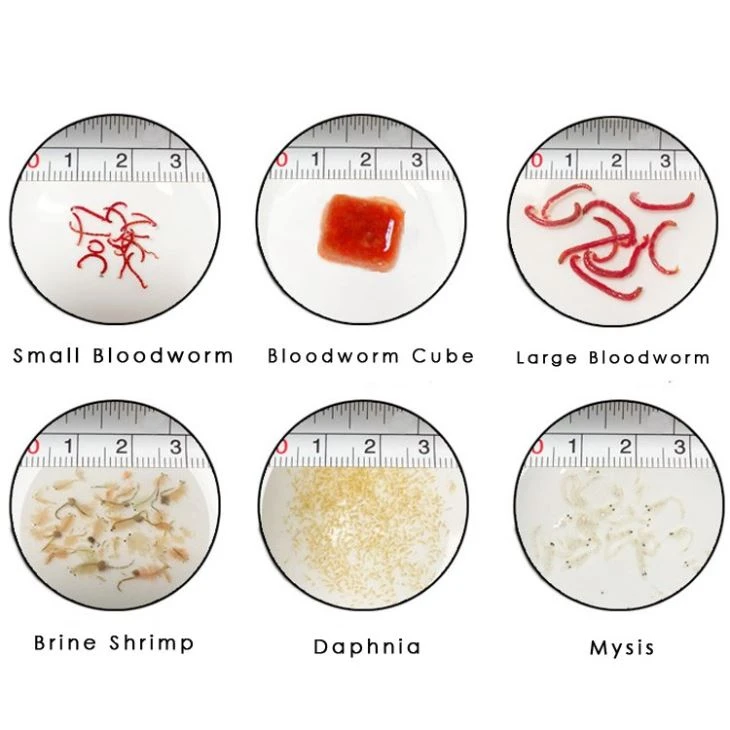 Frozen Brine shrimp and frozen bloodworm Frozen Brine shrimp and frozen bloodworm