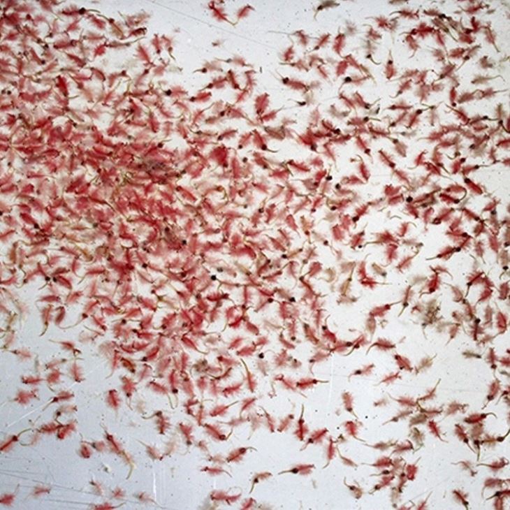 Frozen Brine Shrimp Blister Frozen Brine Shrimp Blister